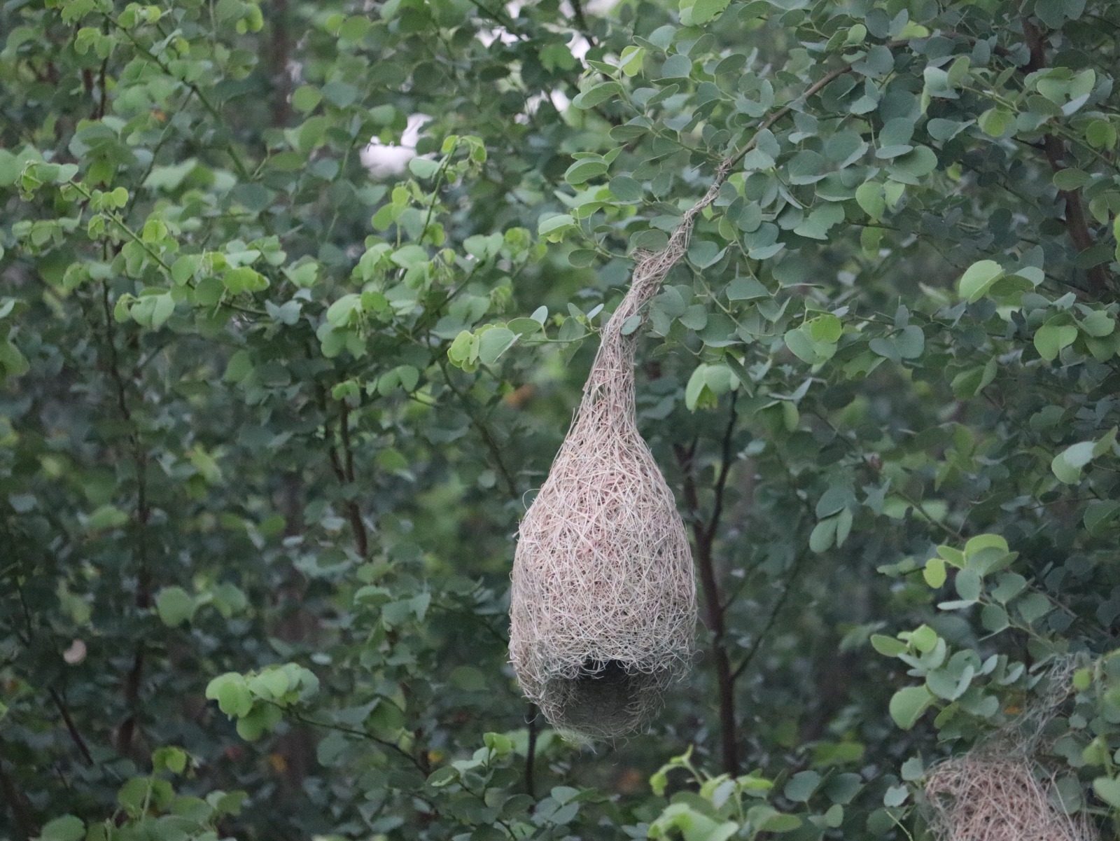Life at Shyampura Nature Abode